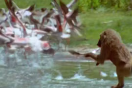 Video: Khỉ đầu chó săn chim hồng hạc cực kỳ dã man