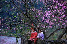 Vẻ đẹp của Hà Giang qua bốn mùa