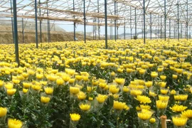 Giá hoa cúc ở Đà Lạt tăng vọt, cao gấp nhiều lần hoa hồng 