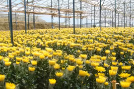 Giá hoa cúc ở Đà Lạt tăng vọt, cao gấp nhiều lần hoa hồng 