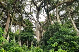 Choáng trước cây đa ngàn năm ẩn mình giữa bán đảo Sơn Trà