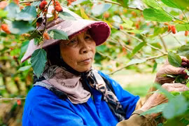 Tất bật thu hoạch dâu tằm ở ngoại thành Hà Nội