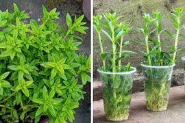 Loại rau có mùi thơm sảng khoái, giúp giải độc, chữa ung thư