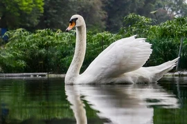 Đàn thiên Nga tại hồ Thiền Quang sau 5 năm nuôi thí điểm