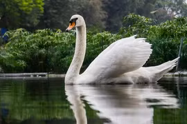 Đàn thiên Nga tại hồ Thiền Quang sau 5 năm nuôi thí điểm