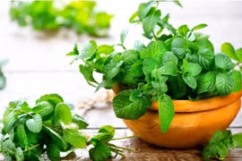 Rau bạc hà 350 nghìn mỗi hộp tùy trọng lượng, dân cắn răng mua