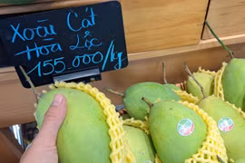 Vì sao xoài cát Hòa Lộc rớt giá còn 30.000 đồng/kg?