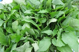 Ăn 1 mớ rau này tốt ngang thịt, ở nước ta mọc um tùm 