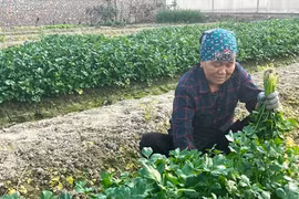 Trồng rau tỏa mùi thơm dễ chịu, nông dân Hải Dương thu 10 triệu/sào