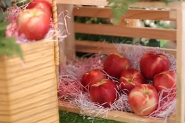 Đào và xuân đào Australia nổi tiếng thế giới đã đến thị trường Việt Nam