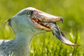 Loài chim hung tợn nhất thế giới: Sở hữu bộ mặt "khó ở"