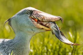 Loài chim hung tợn nhất thế giới: Sở hữu bộ mặt "khó ở"