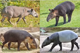 Phát hiện hài cốt 2.200 năm tuổi của gấu trúc và heo vòi