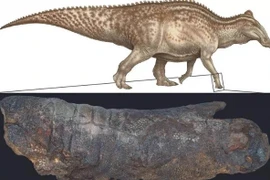 "Xác ướp" khủng long thực sự tồn tại và cách chúng được tạo ra 