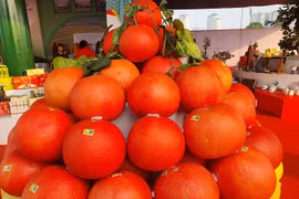 Bưởi đỏ như son có giá 150 nghìn đồng/quả xuống phố