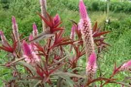 Cây mào gà trắng lấy hạt đem bán kiếm cả trăm nghìn/kg