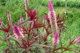 Cây mào gà trắng lấy hạt đem bán kiếm cả trăm nghìn/kg