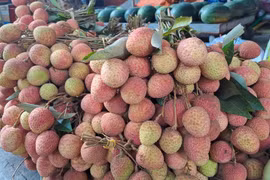 Vải thiều đầu mùa giá rẻ bất ngờ