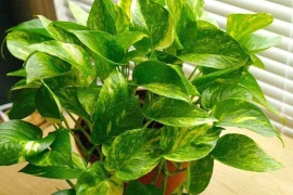 Vị trí đặt cây phong thủy mới nhất năm 2022 