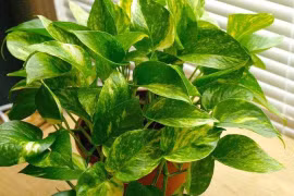 Vị trí đặt cây phong thủy mới nhất năm 2022 