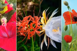 4 loại hoa tuy đẹp nhưng người xưa bảo để trong nhà 