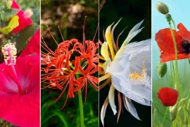 4 loại hoa tuy đẹp nhưng người xưa bảo để trong nhà 