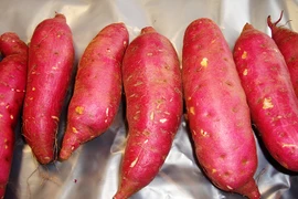 Đau đầu bàn cách xuất khẩu khoai lang, dừa... sang Trung Quốc