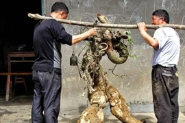 Củ sắn to bằng người lớn, qua tay giá tăng 40 lần