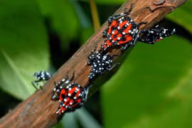 “Kẻ thù” của nông dân nay thành mỏ vàng, giá 130.000đ/kg 