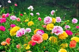 5 loại chậu hoa cây cảnh dễ trồng nở hoa quanh năm 