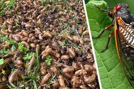 Hơn 1.000 tỷ con côn trùng này đội đất chui lên ở Mỹ 