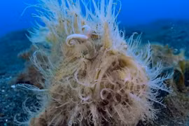 Video: Loài cá sở hữu cú đớp mồi nhanh kỷ lục