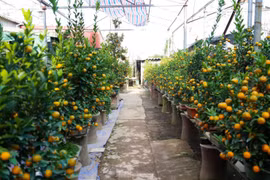 Quất mini độc lạ, khách sẵn sàng bỏ cả chục triệu mua về chơi Tết