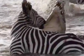 Bị tấn công, ngựa vằn quay đầu "nựng yêu" má cá sấu khổng lồ