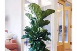 4 cây cảnh kích thước lớn mang lại thịnh vượng giàu sang cho gia chủ 