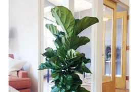 4 cây cảnh kích thước lớn mang lại thịnh vượng giàu sang cho gia chủ 