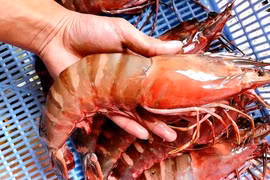 Tôm sú cọp gần 3 triệu/kg, giá siêu đắt vẫn "xếp hàng" chờ mua