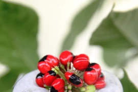 Loại hạt đắt nhất Việt Nam, "bé xíu" mà giá 240 triệu đồng/kg