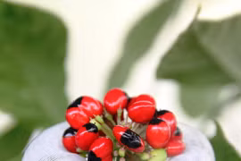 Loại hạt đắt nhất Việt Nam, "bé xíu" mà giá 240 triệu đồng/kg