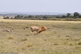 Không màng nguy hiểm, báo săn mẹ đánh đuổi sư tử 