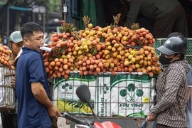 Dân Bắc Giang khóc ròng vì vải thiều được giá lại mất mùa 