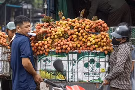 Dân Bắc Giang khóc ròng vì vải thiều được giá lại mất mùa 
