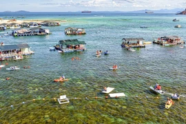 “Cánh đồng vàng” rong mơ làng chài Nhơn Hải hút du khách