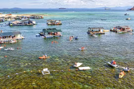 “Cánh đồng vàng” rong mơ làng chài Nhơn Hải hút du khách