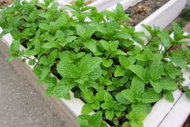 Loại rau nên trồng ở ban công tốt cho sức khỏe, ngừa ung thư