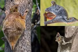 Việt Nam có loài sinh vật kỳ dị bậc nhất thế giới