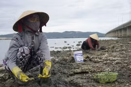 Những người phụ nữ ở Bình Định cầm cuốc đào “báu vật của trời” trên đầm Thị Nại