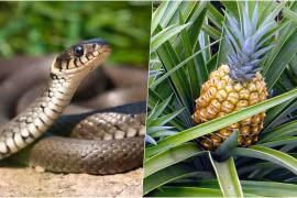 Loài cây rắn "mê như điếu đổ", tránh trồng để khỏi dụ rắn đến nhà