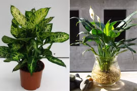 Trồng cây phong thủy nên chọn cây trồng đất hay thủy sinh?