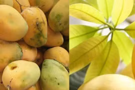 Xoài chín ép bằng hoá chất, nhìn cuống có đặc điểm này